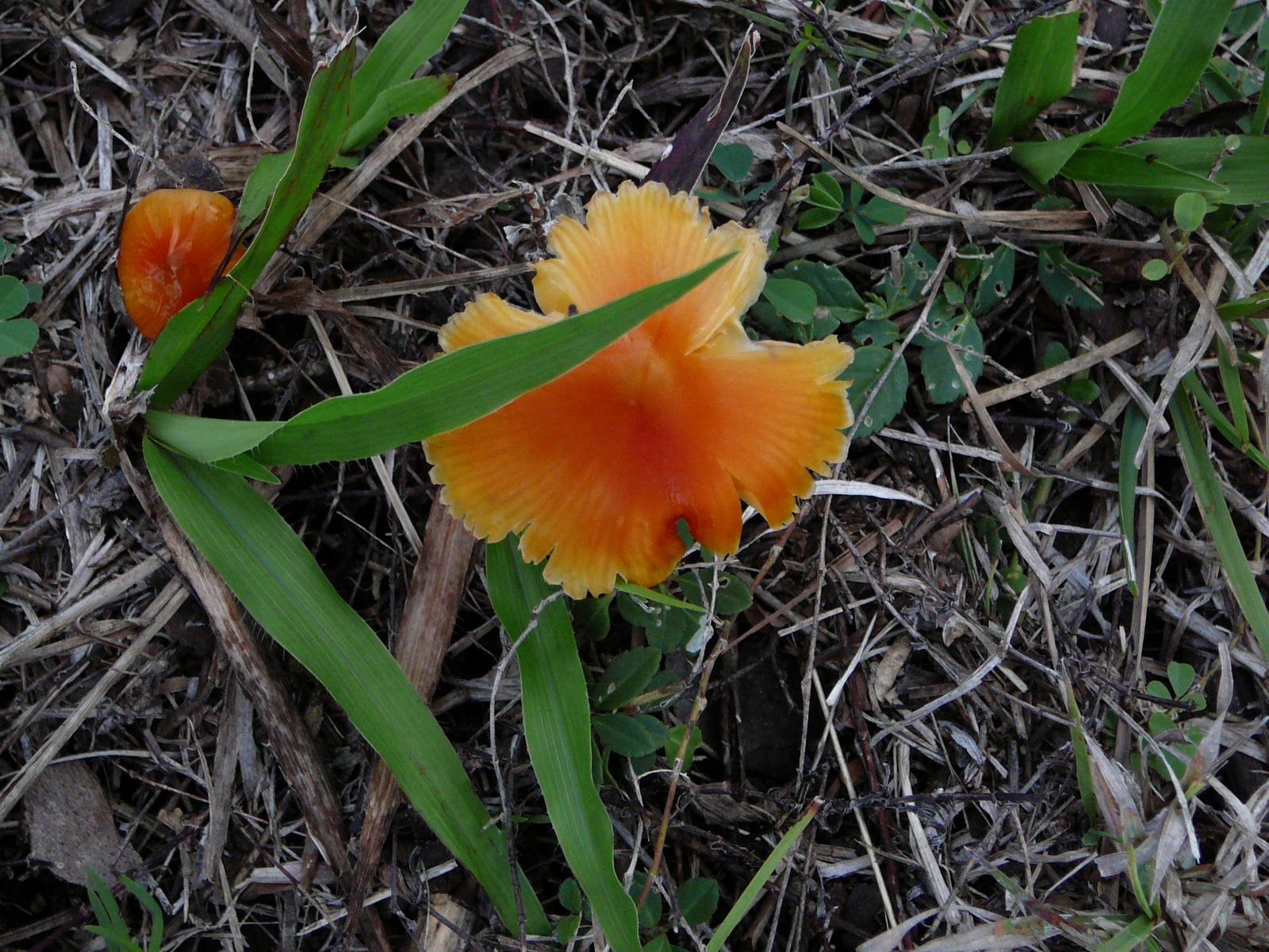 Florida photo adventures: Mushrooms. Yummy. Not!