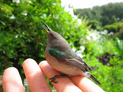 sunbird collared lesser double distress