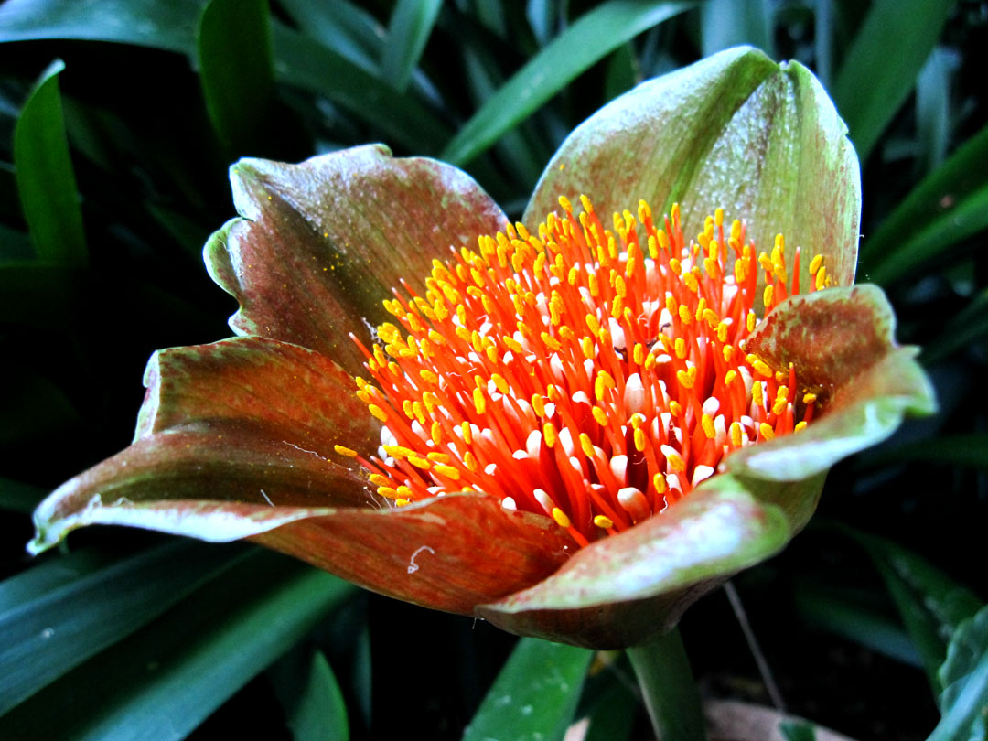 66 Square Feet (Plus) Paintbrush lily