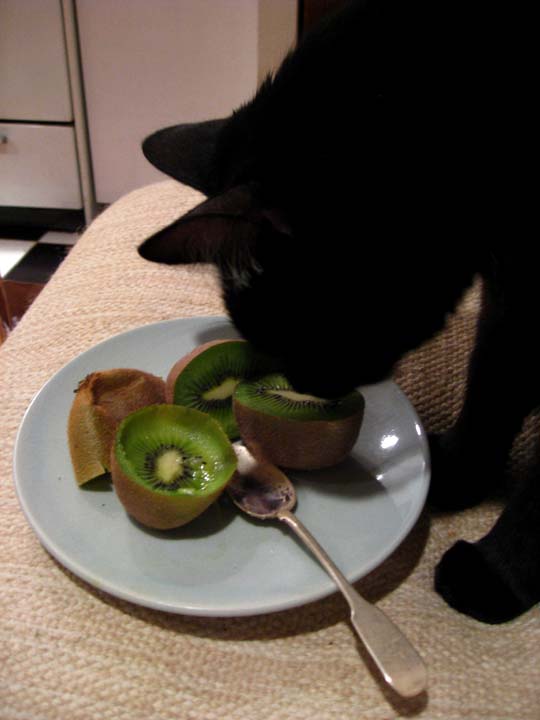 [kiwi+eating+cat+3.jpg]