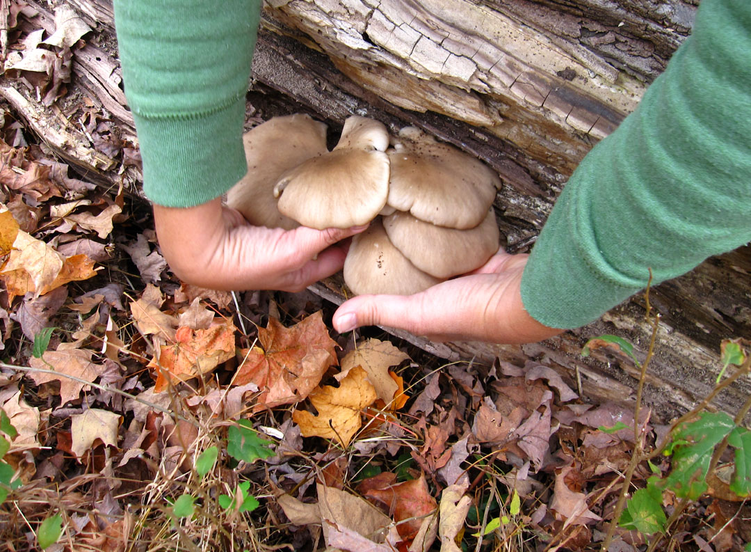 66 Square Feet (Plus) Oyster mushrooms