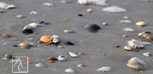 Fernandina Beach, FL Shells