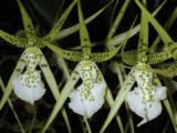 ORQUIDEA