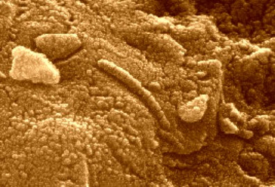 Mars Microbe