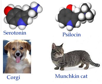 [psilocybincorgimunchkin.jpg]