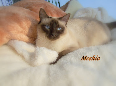 Meshia our chocolate pt queen daughter to Mocha and Charmin.