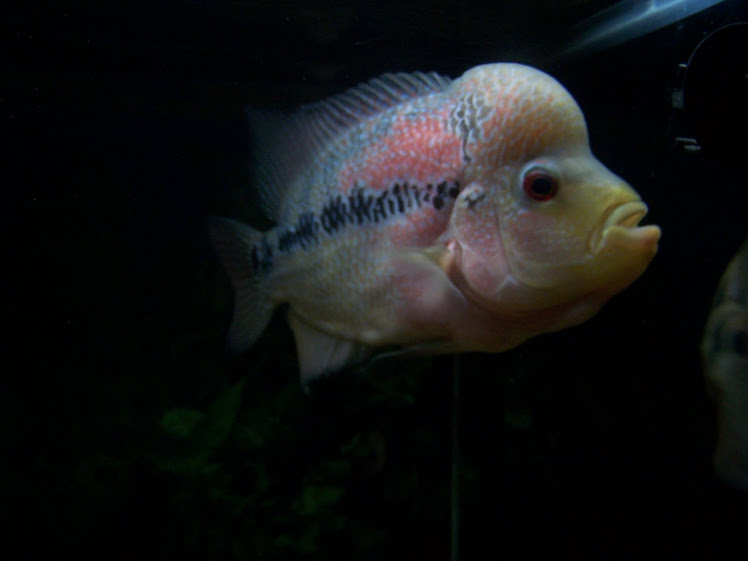 Flowerhorn