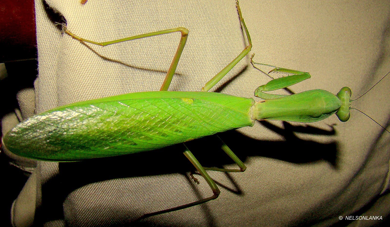 DiscoverSriLanka SRI LANKA INSECTS [ THE MANTIS ]