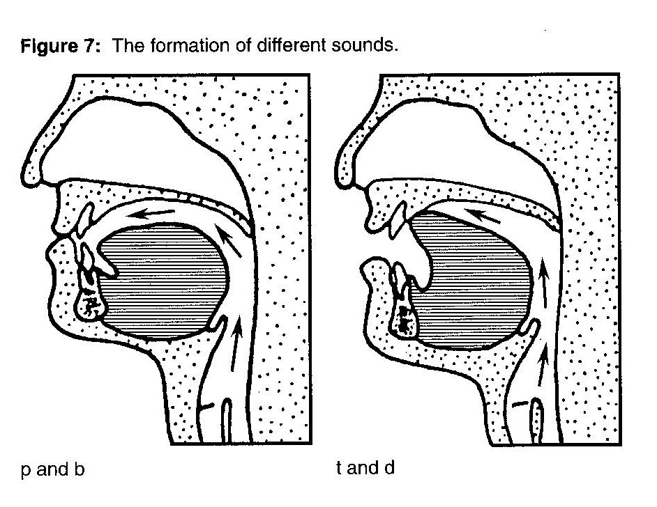 Coping with Stuttering How Speech Sounds Are Formed