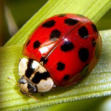 I Heart Ladybugs