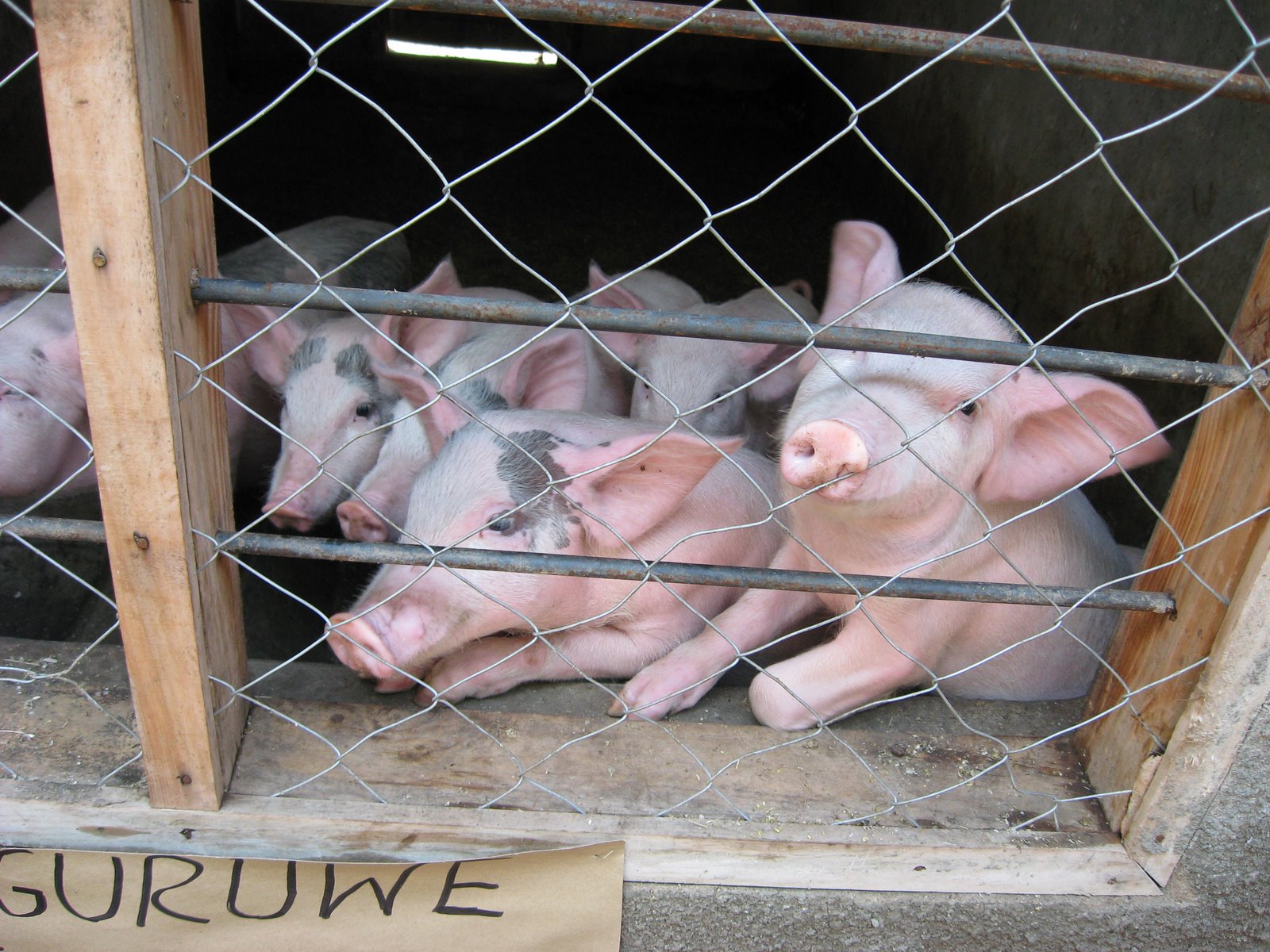 [little+piggy+went+to+market.JPG]