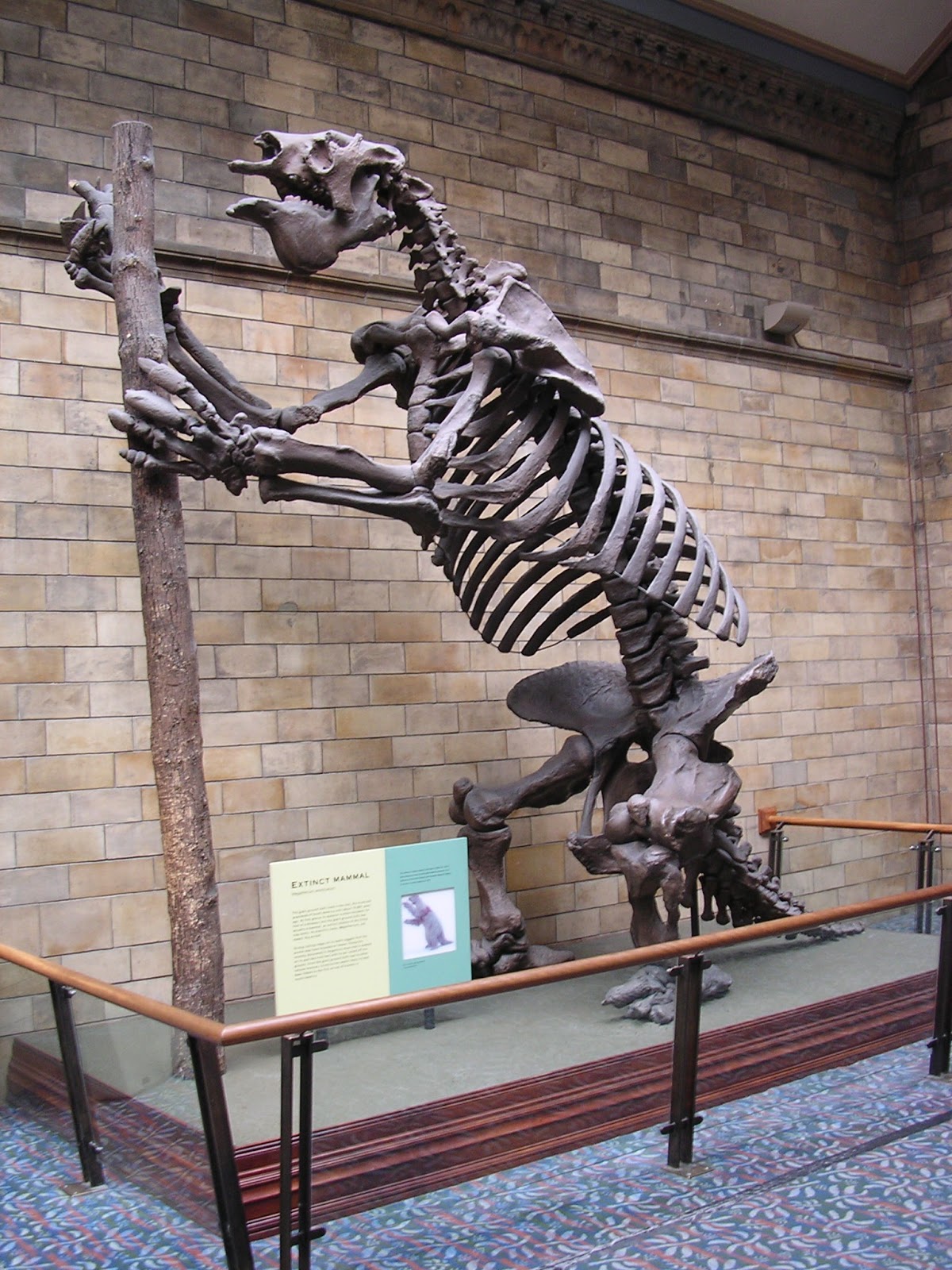 Kumtuks Tahlkie Fossil Vertebrate of the Month Megatherium americanum