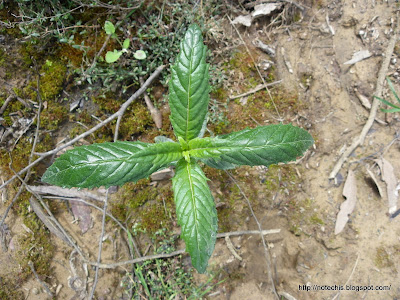 Mentha laxiflora, Bruces Creek Road, Mt Disappointment State Forest. Flora recovery after black saturday bushfires