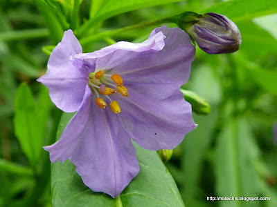  Solanum aviculare regrowing in Kinglake West after Black Saturday bushfire. Solanaceae recovery after fire.