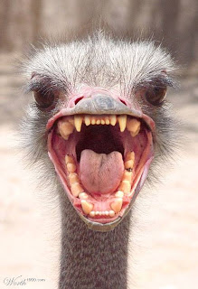 scary ostrich, courtesy of worth1000.com