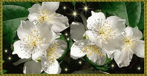 [jasminsfrescos.gif]