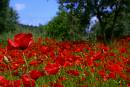 [campo+de+papoilas.jpg]