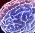 [cerebro.jpg]