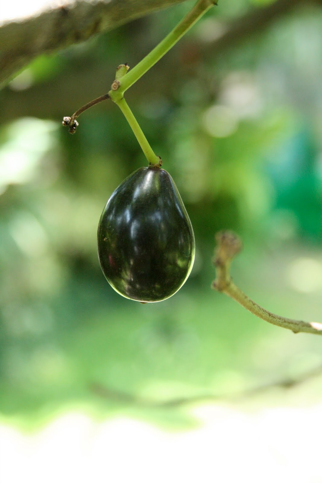 Natural herbal medicine ng pinoy 06/23/10