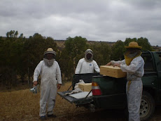 Estudiando la miel monofloral de eucaliptus en la IV Región de Chile