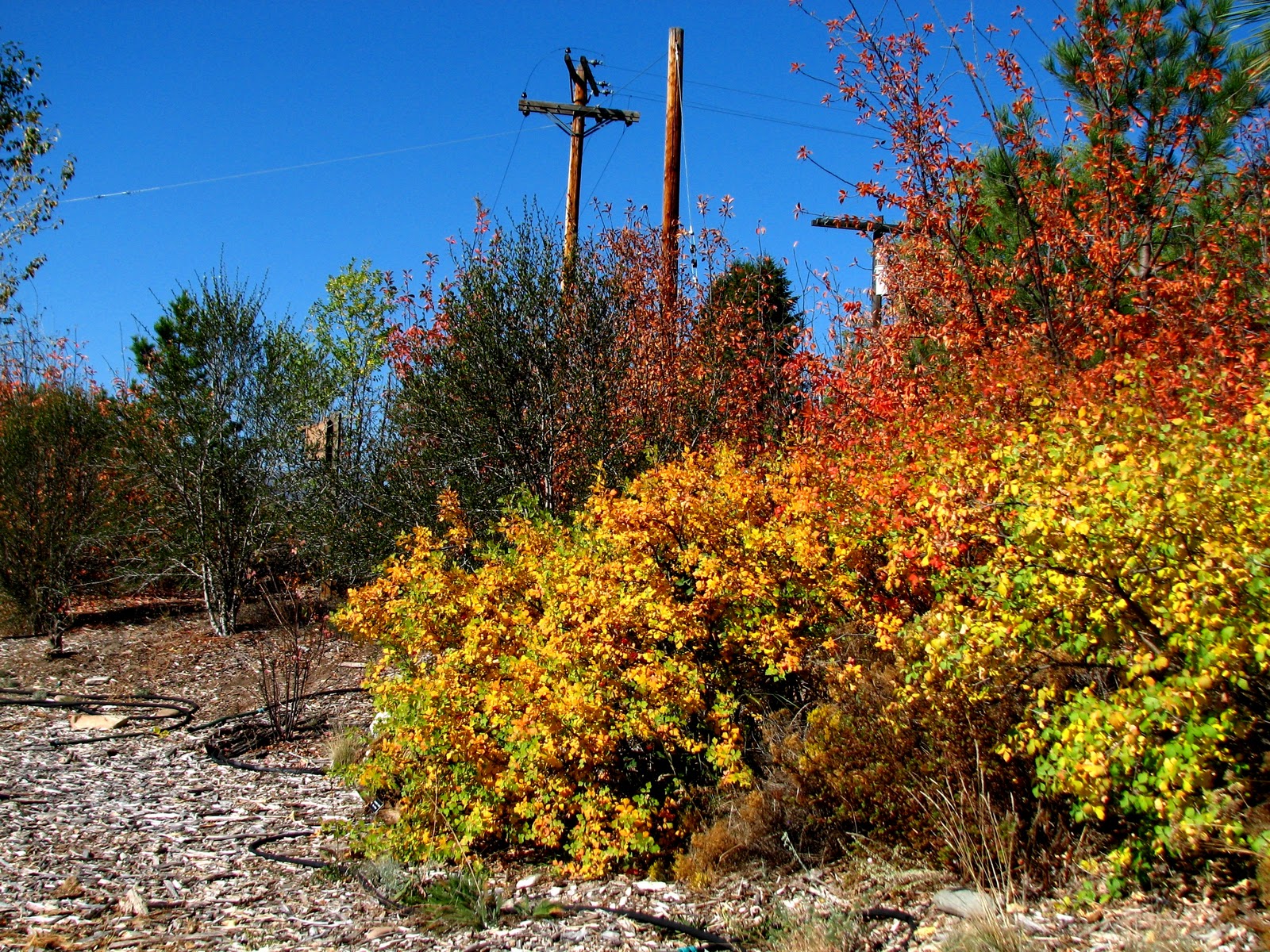 Nature. Observation. Discovery. Community. Spotlight On...Skunkbush Sumac
