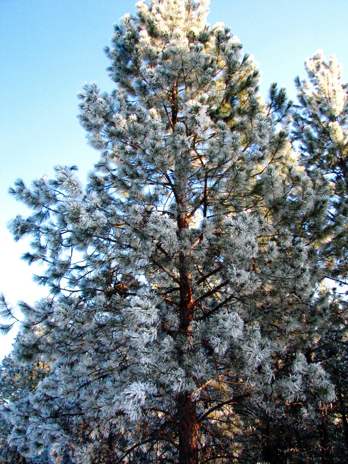 Flora montana Ponderosa Pine