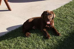 Puppy