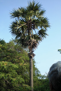 Trees, Plants & more: GNP nature walk 2: Palmyra palm