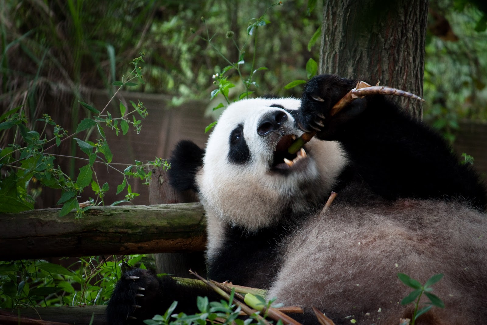 Wizz and Tom's Big Trip: China Part IV - Hot Pot, Horse-riding and ...