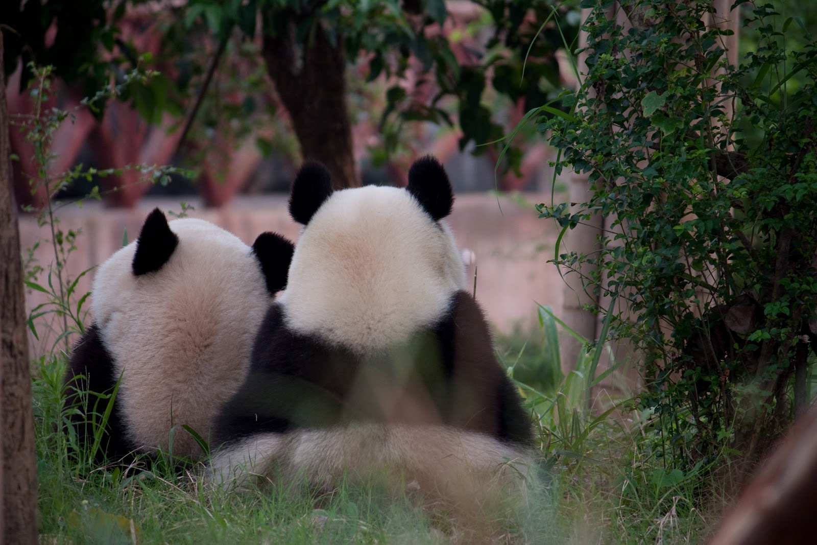 Обнять панду. Панда. Панды обнимаются. Две панды. Панда пара.