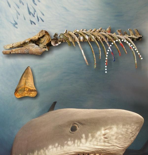 Desafiando a Nomenklatura Científica Tubarão 4.000.000 E.C. como um tubarão extinto atacava