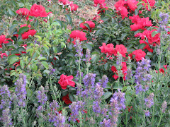 Anise Hyssop and Roses 2009