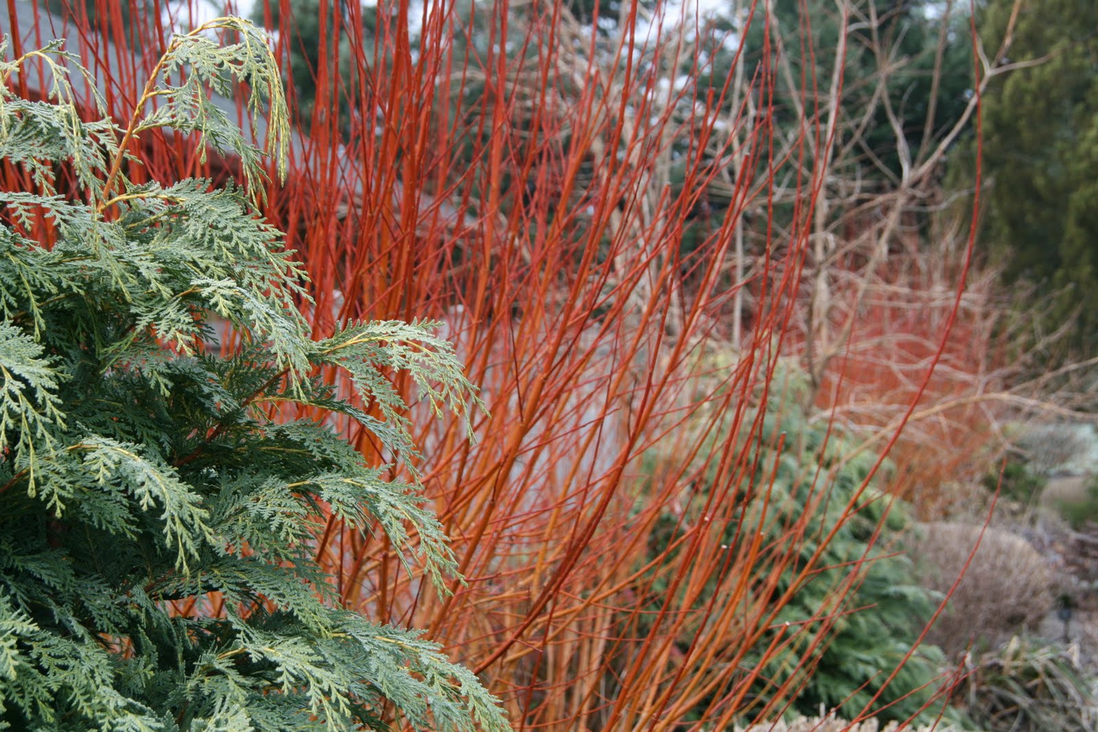 Moonstone Gardens Appreciating Winter