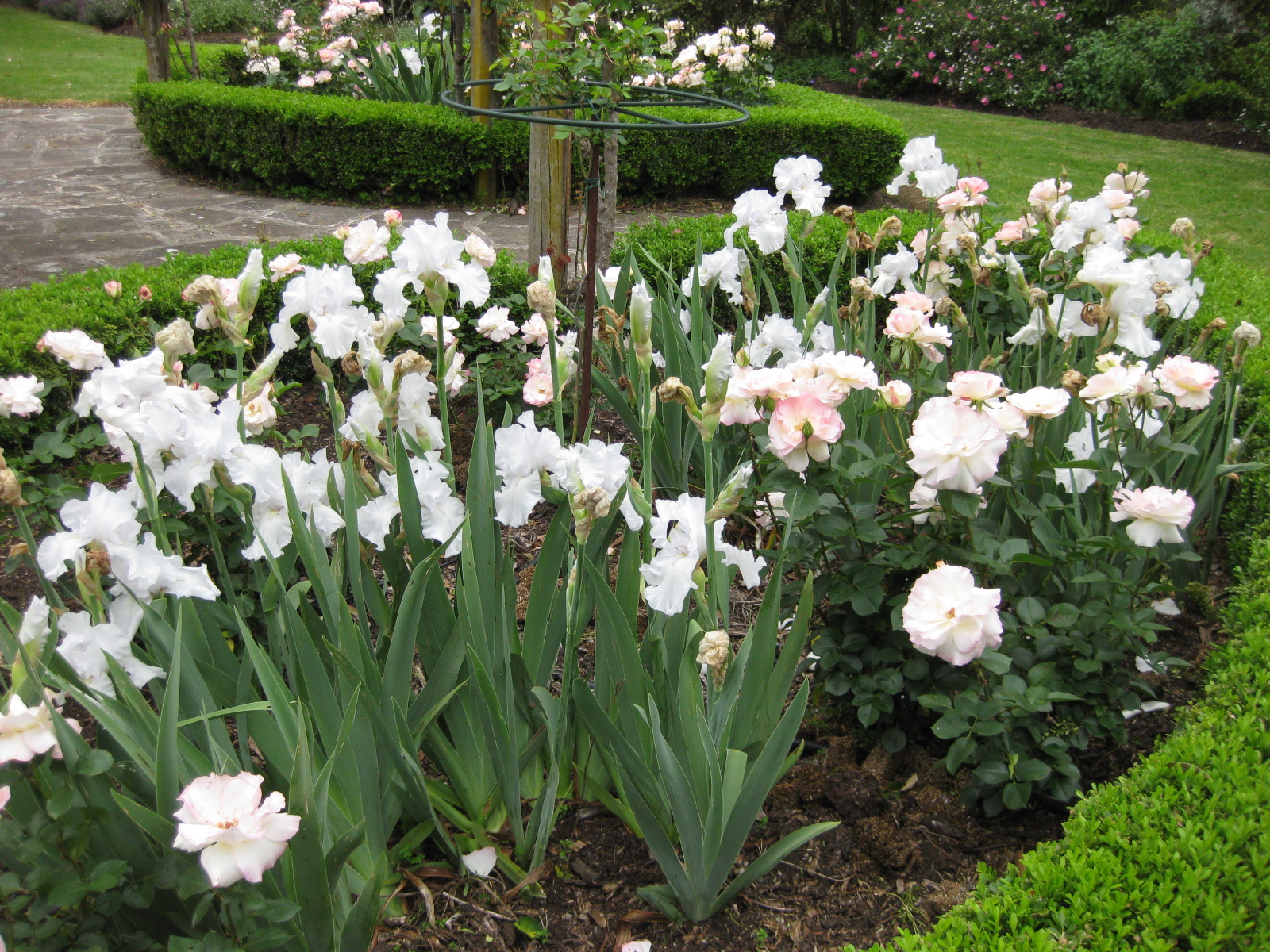 The Plantista Iris and roses in Galston on the October open day. This
