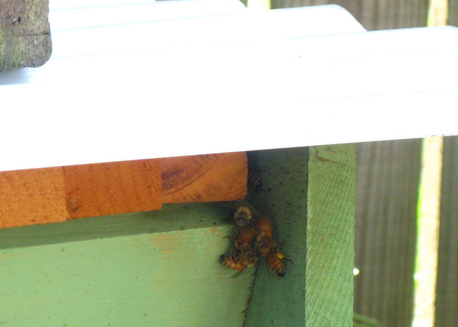 Linda's Bees The Pollen Basket on the Bee