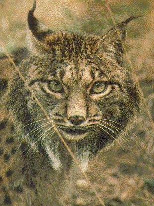 [Lince8.jpg]