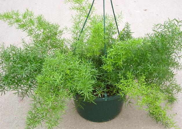 [Asparagus+densiflorus3.jpg]