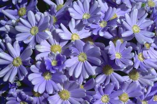 [flores-azules.JPG]
