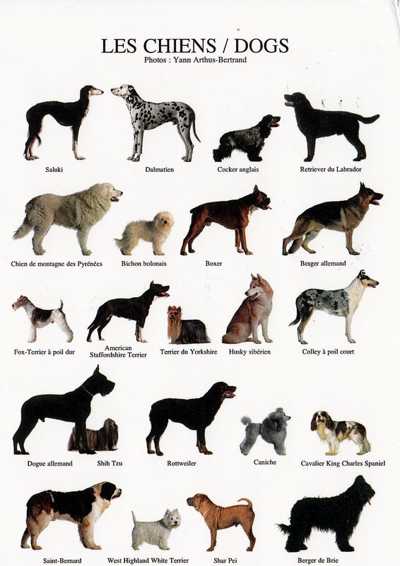 redlynx's postcards Nouvelles Images. Dogs.