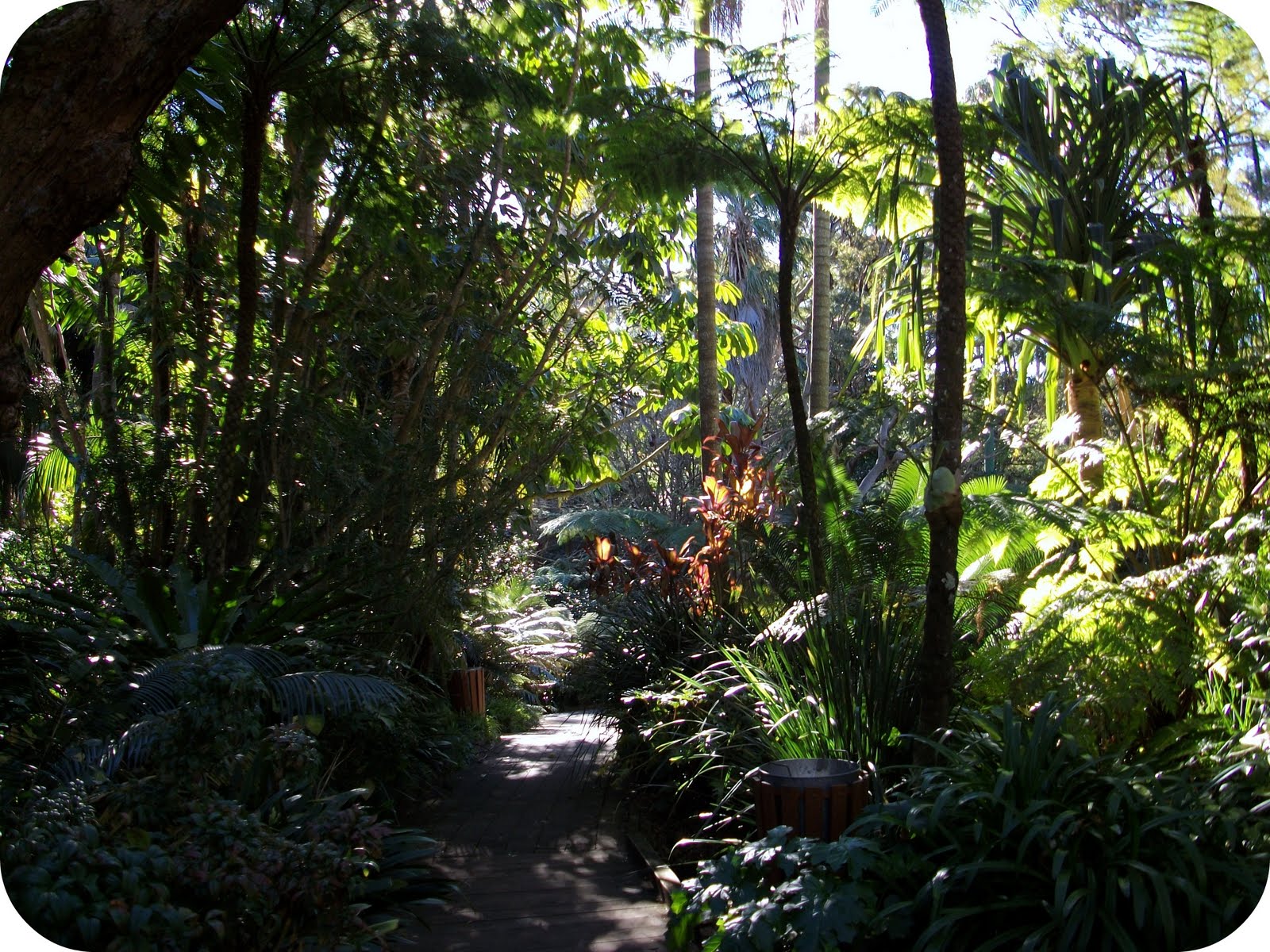 Emma aime E.G. Waterhouse National Camellia