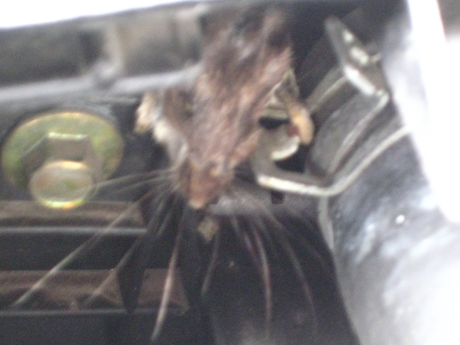 A Monkey in the Navy: That new-car, dead-mouse smell.