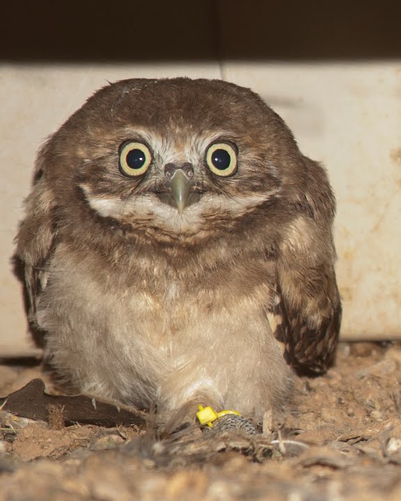 Baby Bo Burrowing Owl Owl Animals Very Sleepy baby-bo-burrowing-owl-owl-animals-very-sleepy