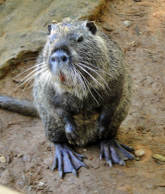 FOTOS E CIA Ratão do Banhado Zoológico de Salvador Bahia