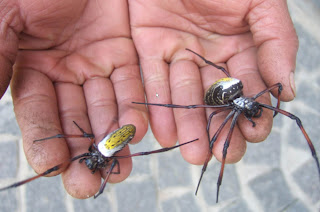 GOLEM Blog: El tapiz del millón de arañas