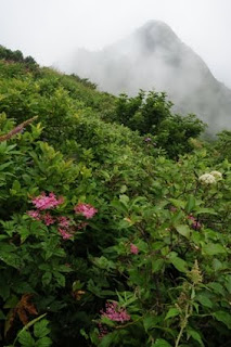 シモツケソウと三鈷峰