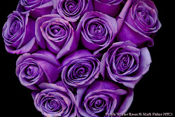 purple roses winter flowers mark background pink fisher wallpapers thank photographer american fluorescence dark