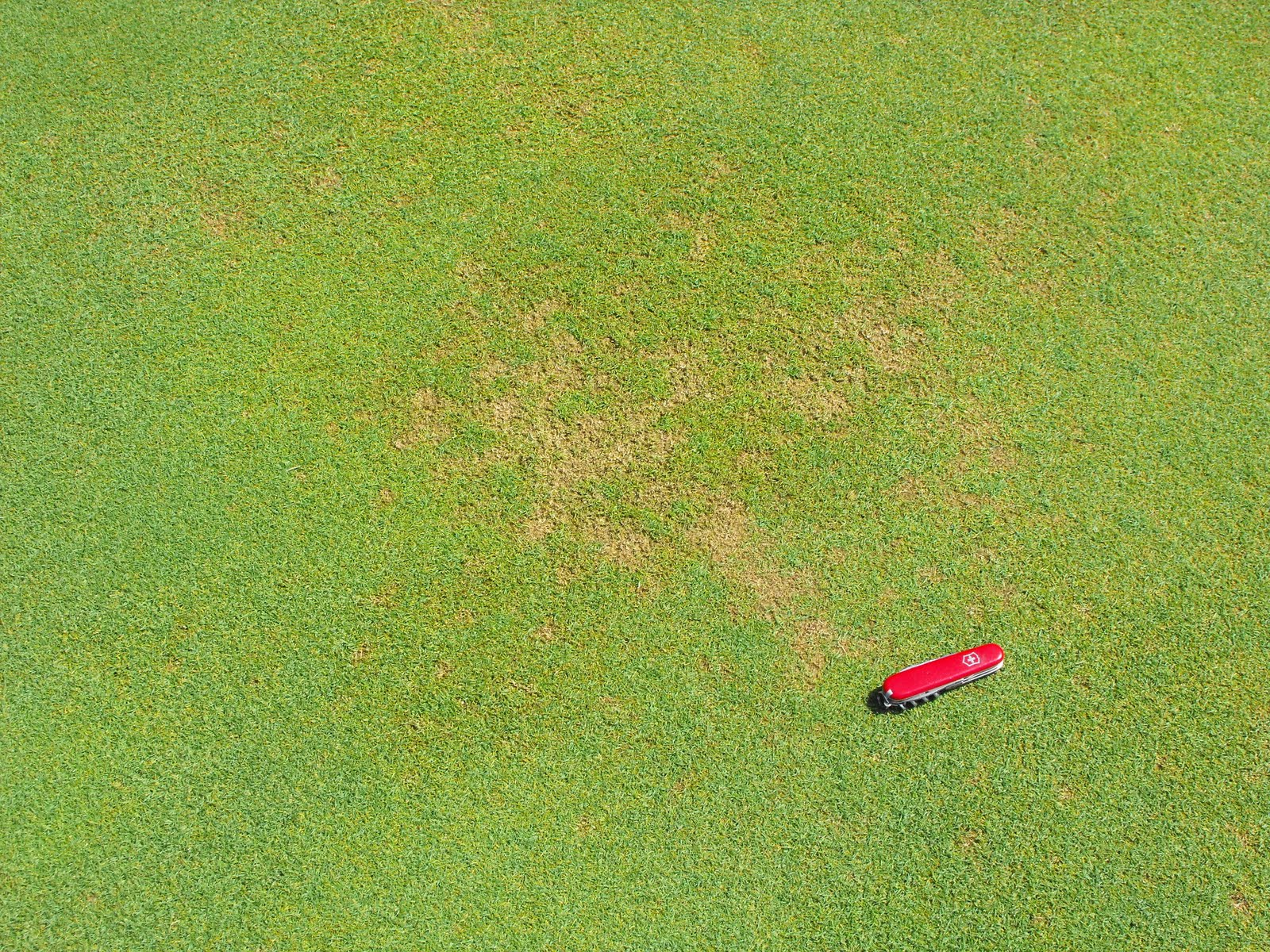 Turfgrass disease updates for golf courses Not All Pythium Diseases
