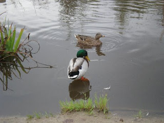 ducks on pond