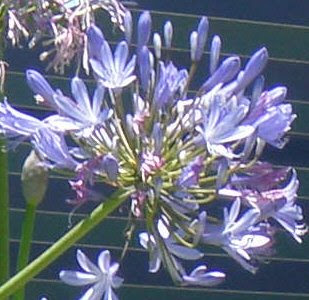 Agapanthus, photo by Rosemary West © 2009