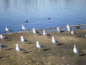Seagulls, photo by Rosemary West © 2008
